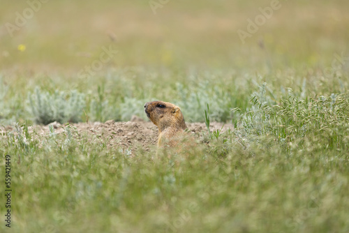 Groundhog in field portrait close-up