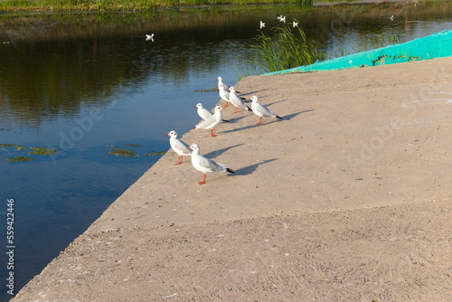 Seagulls on the shore