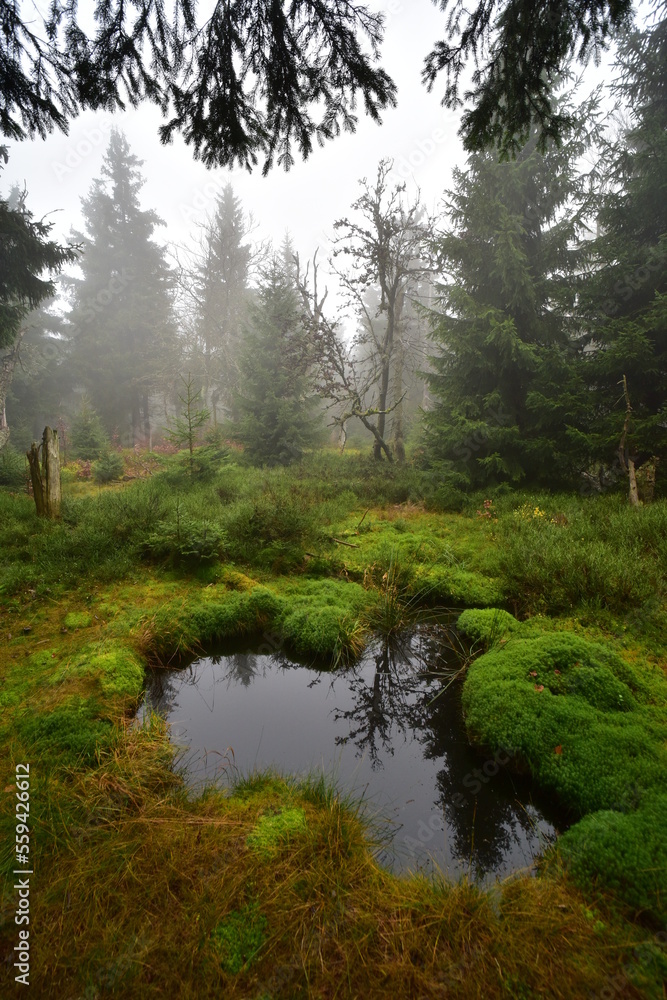 Forest Dvorsky Krkonose mountain autumn Forest Dvorsky Krkonose mountain autumn