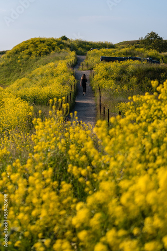 Woman walking along a path amidst lush yellow flower (Bunias orientalis) meadow on a hill in Suomenlinna, Helsinki, Finland photo