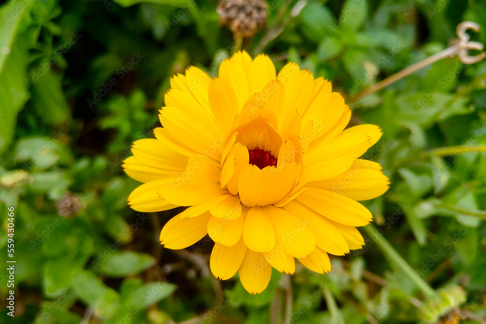 Close-up of the yellow flower of a flowering calendula. Close-up of the yellow flower of a flowering calendula.