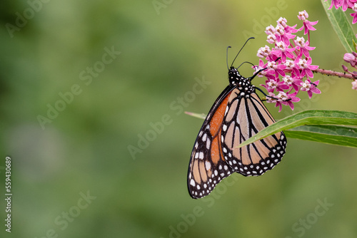 The monarch butterfly or simply monarch is a milkweed butterfly in the family Nymphalidae.  Here one is shown on milk weed (Asclepias). © Rose Guinther