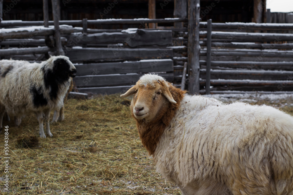 Fototapeta premium Flock of Sheep Eating Hay Grass on Farmland