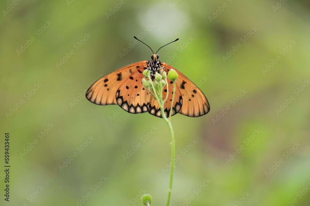 Obraz premium butterfly on a flower