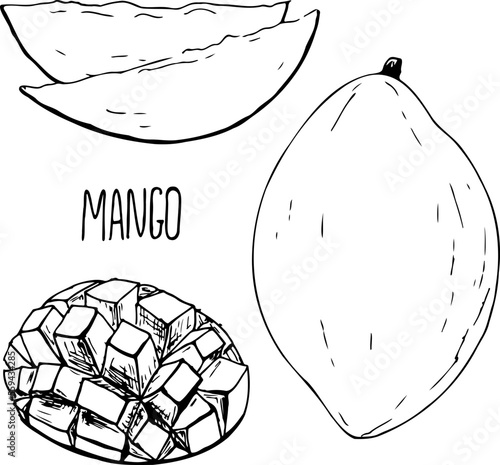 Mango fruit black and white vector set isolated on a white background.
