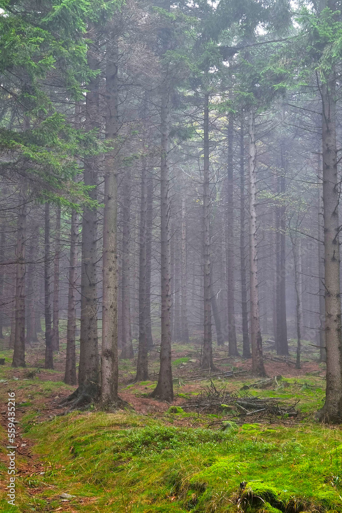 Obraz premium Vertical photo. A misty mystical forest in the mountains.