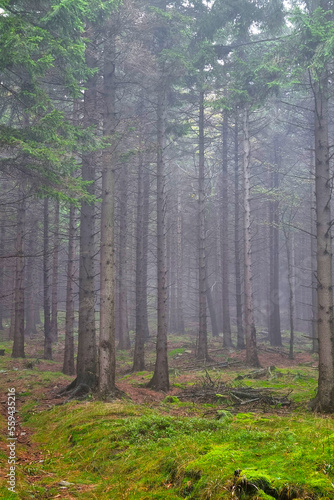 Vertical photo. A misty mystical forest in the mountains.