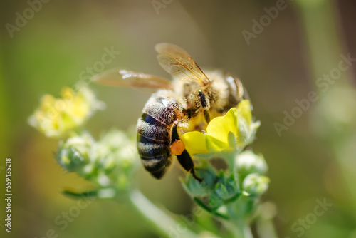 bee collects nectar from Potentilla erecta, Tormentilla erecta, Potentilla laeta, Potentilla tormentilla, tormentil, septfoil, erect cinquefoil yellow small wildflowers melliferous plants