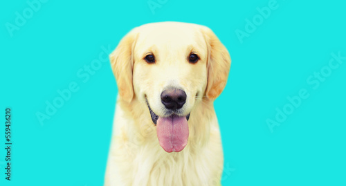 Portrait of happy Golden Retriever dog on colorful blue background