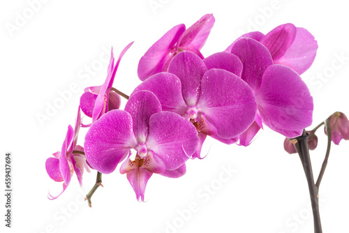 orchid  pink flower with water drops