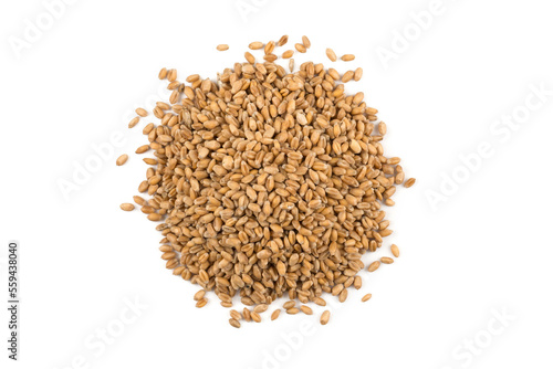 Wheat grain on white