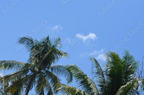 coconut tree leaves under blue sky © Laila