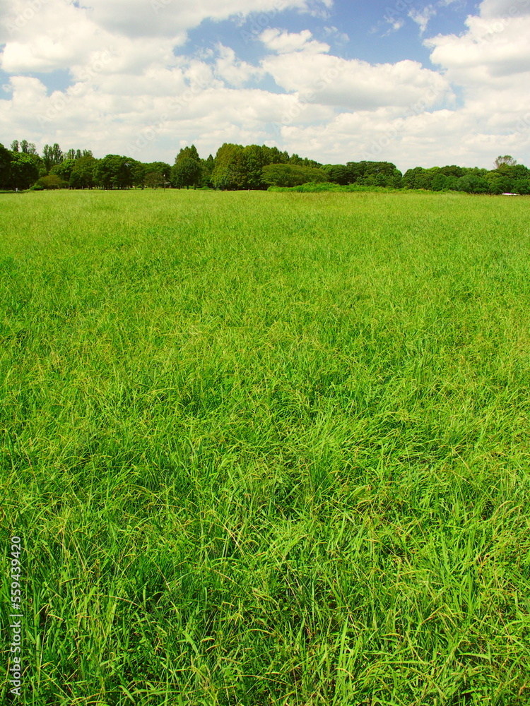 Obraz premium メヒシバとオヒシバの草原のある初秋の水元公園風景