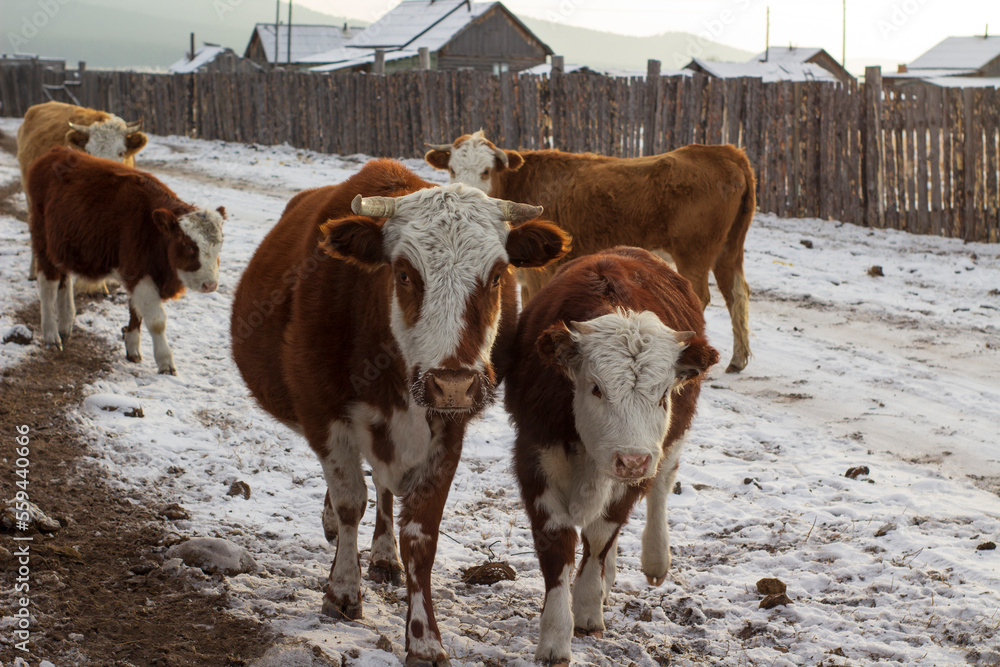 Obraz premium Herd of cows in winter snow village street