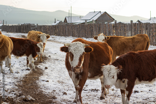 Herd of cows in winter snow village street
