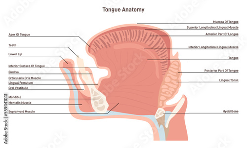 Anatomy of the mouth and tongue side view. Muscular organ with papillae