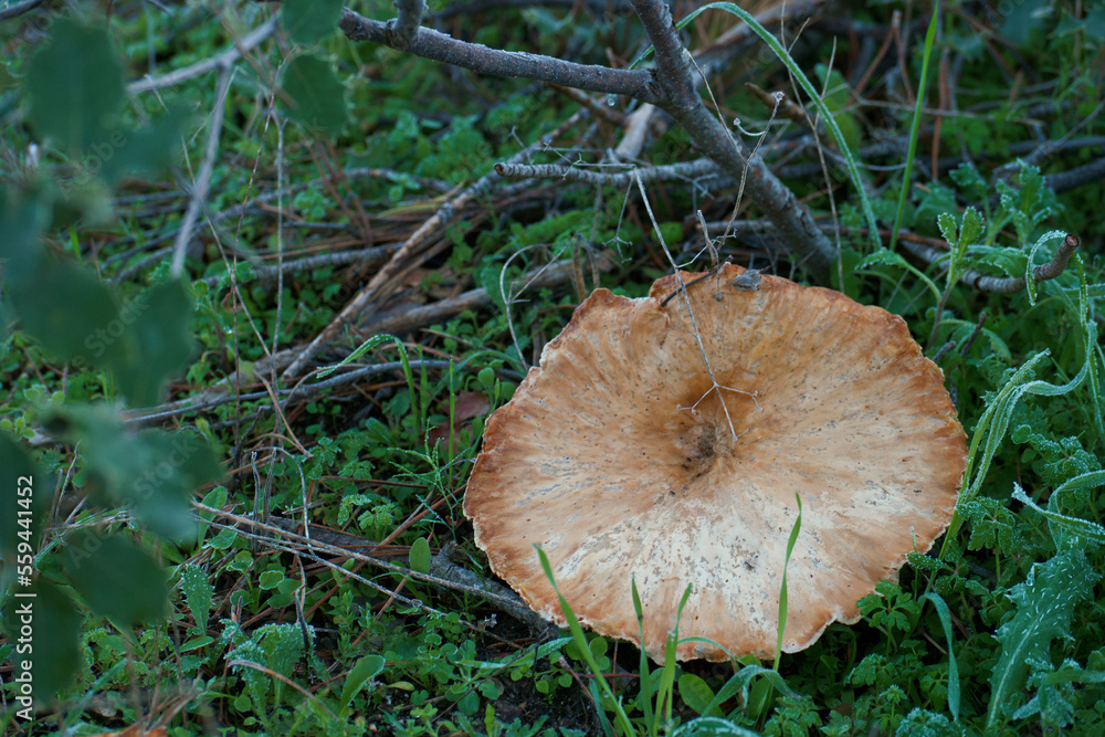 grzyb natura trawa las przyroda - obrazy, fototapety, plakaty 