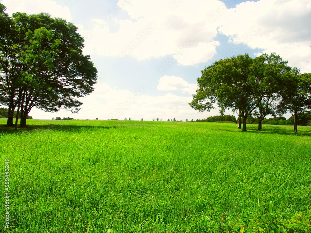 Fototapeta premium メヒシバとオヒシバの草原と立ち木のある初秋の水元公園風景