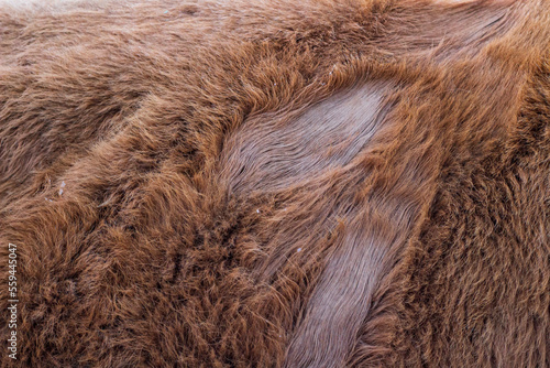 Animal fur texture Background fluffy hair