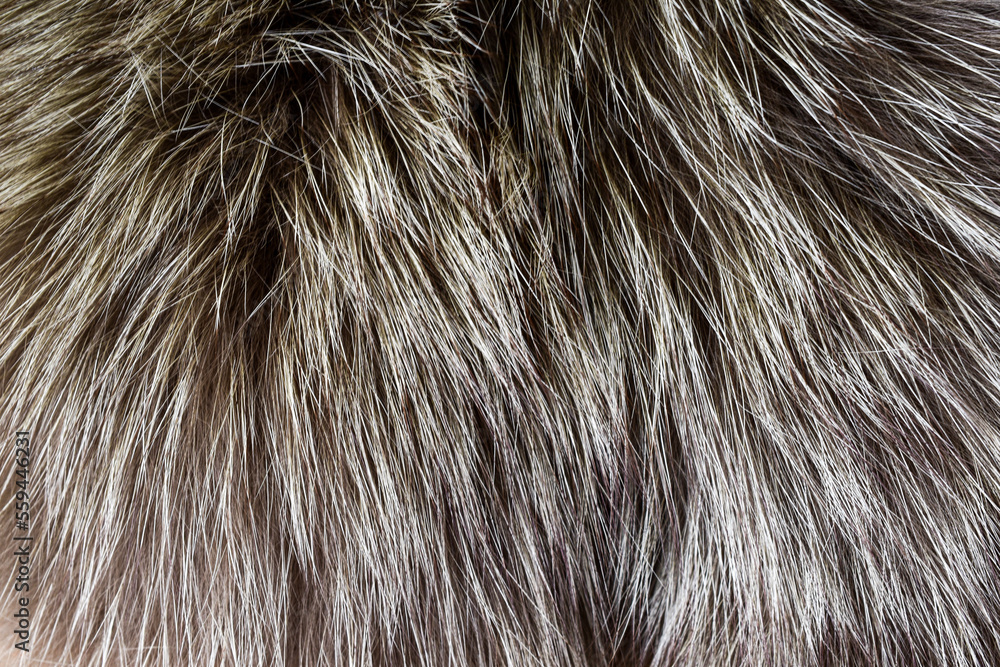 Fototapeta premium gray fur texture beautiful abstract background