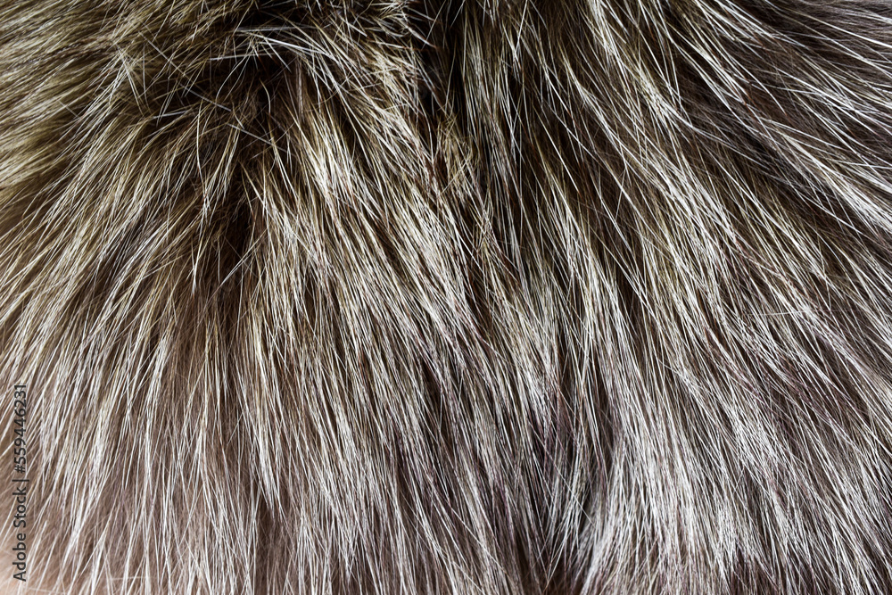 gray fur texture beautiful abstract background gray fur texture beautiful abstract background