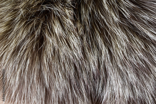 gray fur texture beautiful abstract background