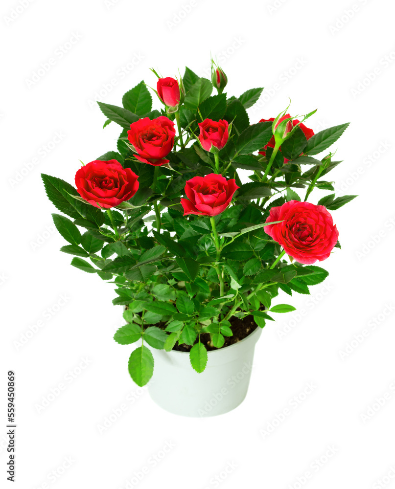 Red Rose in the flower pot isolated