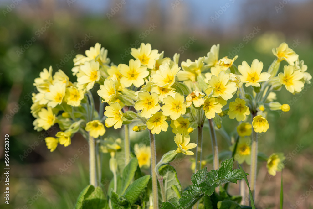 Close up of oxlips (primula elatior) in bloom Close up of oxlips (primula elatior) in bloom