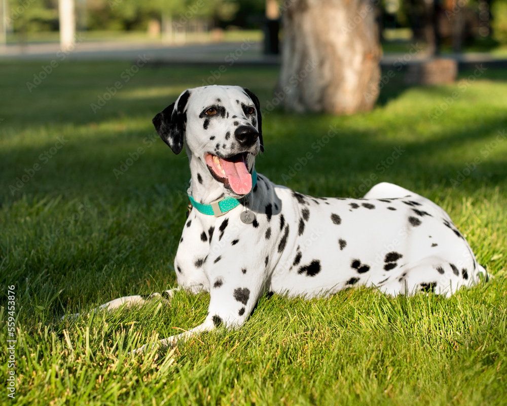 Dalmatian dog lays in the park on a grass