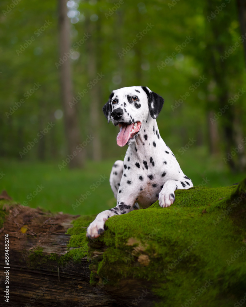 Dalmatian dog in the forest laying on a log