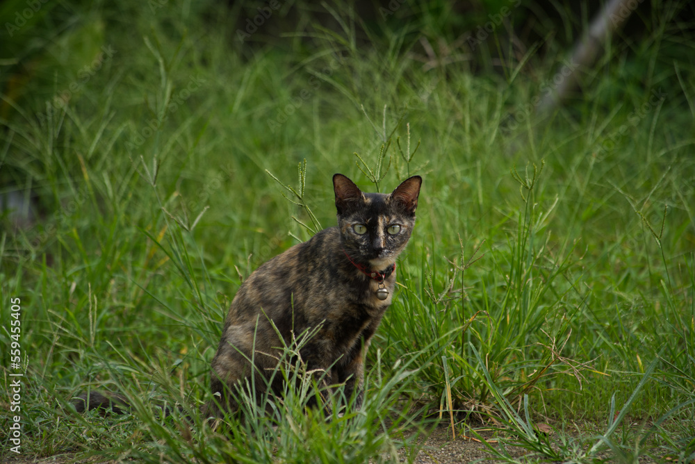 cat on grass