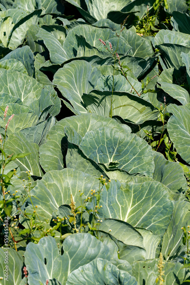 Closeup of cabbage ready to be harvested on countryside of Brazil Closeup of cabbage ready to be harvested on countryside of Brazil