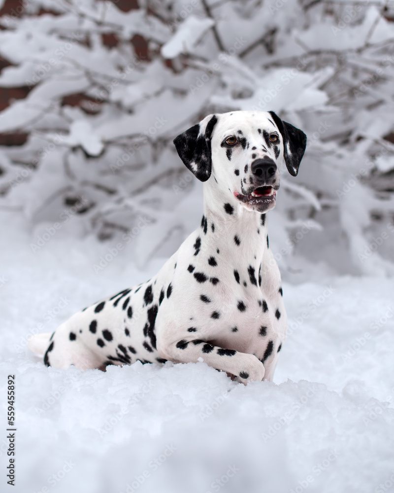 Dalmatian dog in the snow concerned Dalmatian dog in the snow concerned