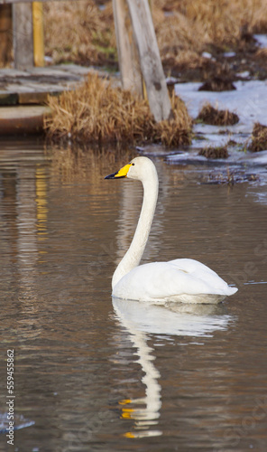 white heron in the water