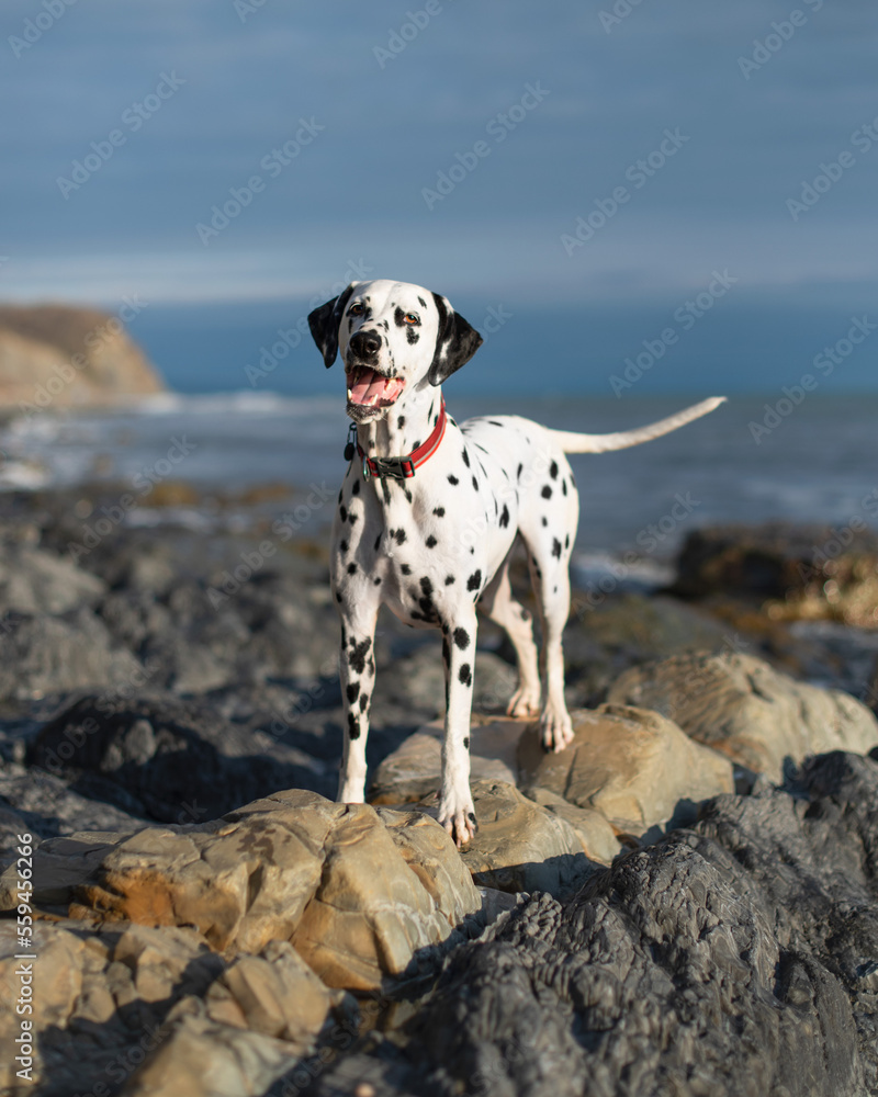 Dalmatian dog near the sea