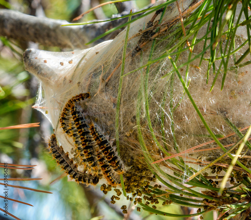 Caterpillar pine processionary nest hanging on the tree. Thaumetopoea pityocampa. Defoliation photo