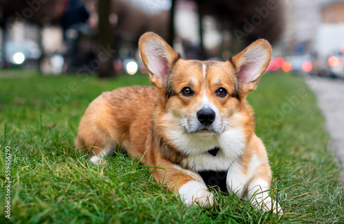 A pembroke corgi dog lies on green grass against a background of blurred trees and cars. The dog has a leash collar. The photo is blurred
