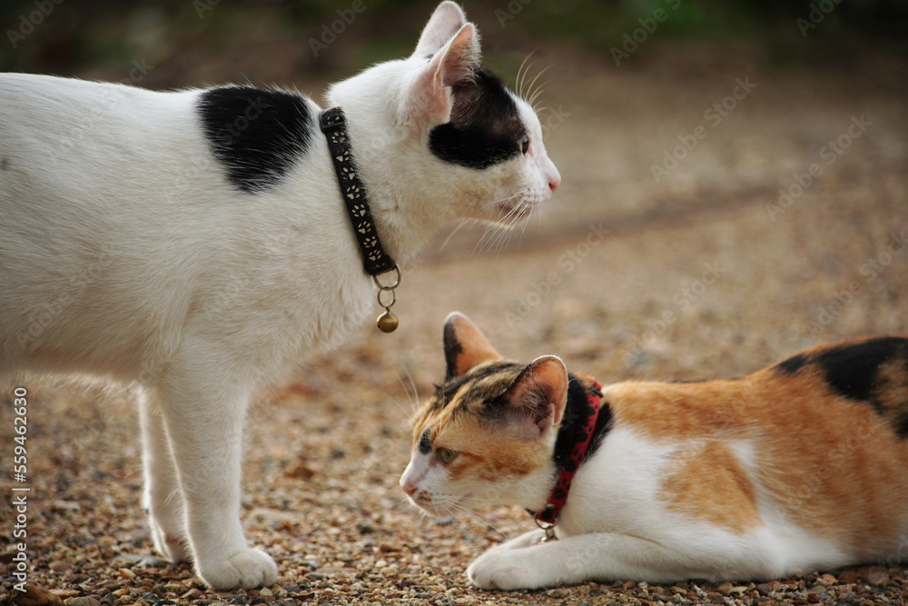 white and cat white and cat