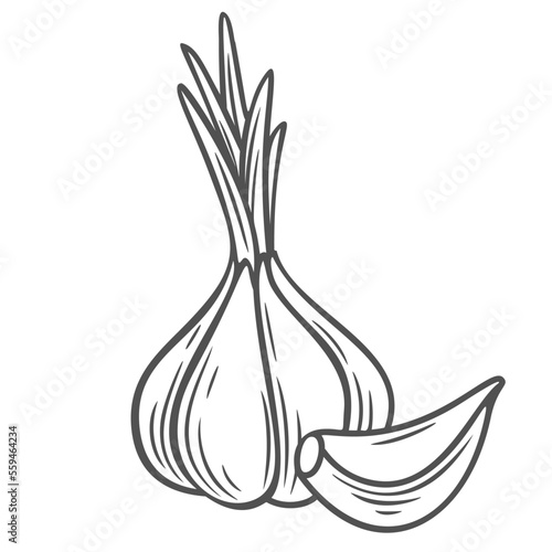 Garlic bulb and clove line icon vector illustration. Hand drawn outline whole head of organic garlic with fresh leaf and clove in peel, natural plant and healthy spice ingredient for flavoring food