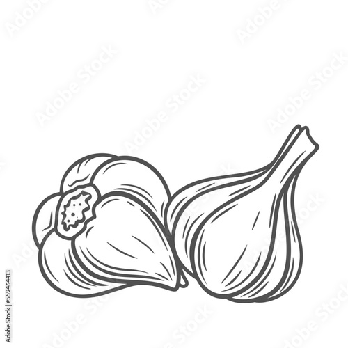 Garlic bulbs line icon vector illustration. Hand drawn outline two whole heads of organic garlic in peel, fresh organic spice for nutrition, vegetable for cooking and seasoning, eating spicy food