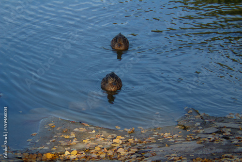 Alle meine Entchen schwimmen auf dem See