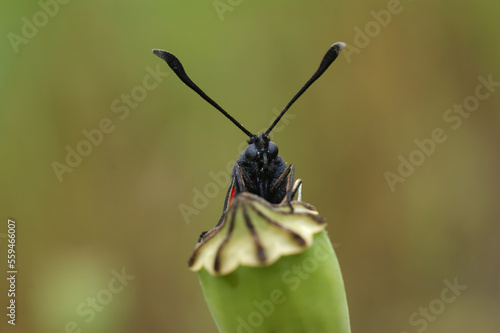 Frontal closeup on a colorful diurnal Six-spotted burnet moth Zygaena filipendula in the field