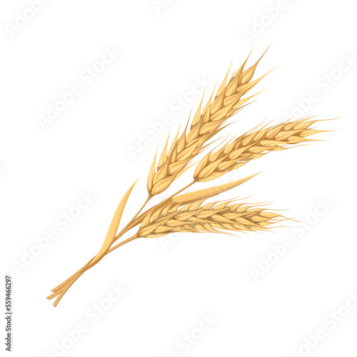 Wheat ears vector illustration. Cartoon golden branch with whole cereal grains and spikes on stalk, spikelets of wheat, barley or oat in bunch, gold of organic harvest from farm field in autumn