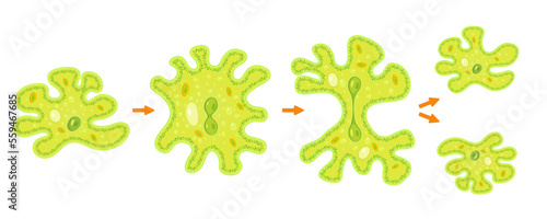 Amoeba binary fission infographic.Reproduction of simplest bacteria. Formation of unicellular organisms. photo