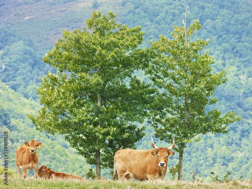 RAZA DE VACA AUTÓCTONA DE LUGO, GALICIA