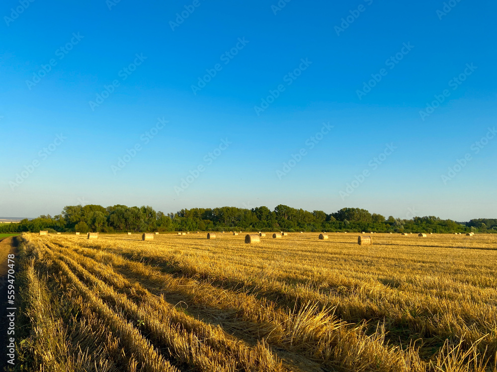 field of wheat