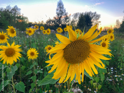 field of sunflowers