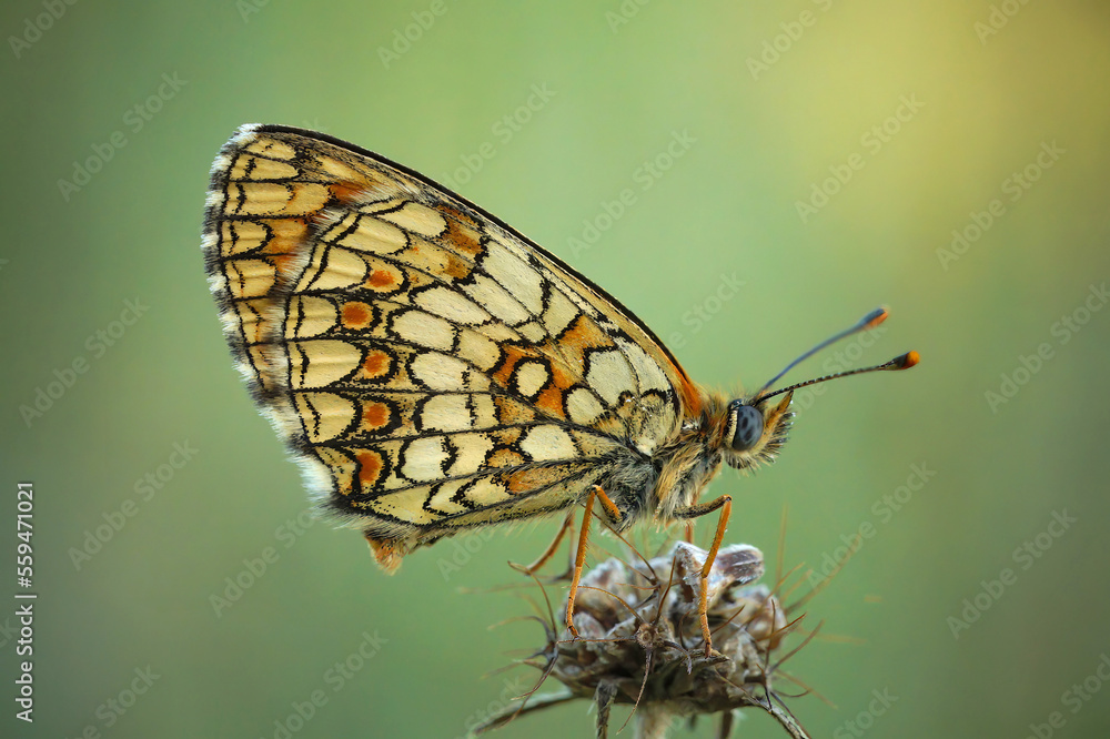 Closeup on the Mediterranean blue-eyed Provincal fritillary butterfly,Melitaea deione, sittng with closed wings in the shade Closeup on the Mediterranean blue-eyed Provincal fritillary butterfly,Melitaea deione, sittng with closed wings in the shade