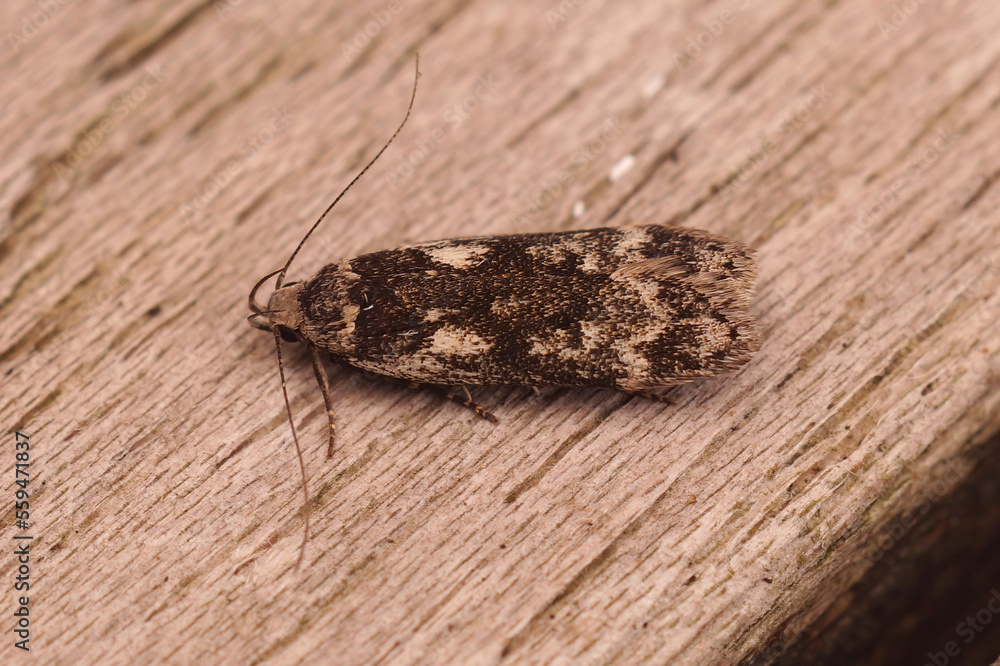 Closeup on the small brown birch sober micro moth , Anacampsis blattariella, sitting on wood in the garden Closeup on the small brown birch sober micro moth , Anacampsis blattariella, sitting on wood in the garden