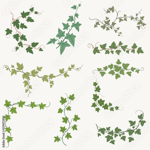 Floral ivy drawing decorative ornament flat design collection.